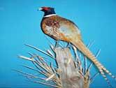 Ringneck Pheasant